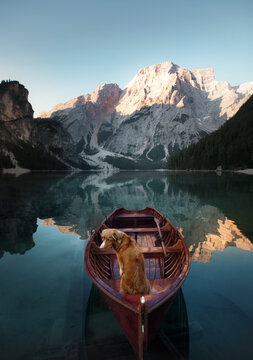dog on the pier of Lago di Braies. Beautiful pet outdoors in a boat. Landscape with Nova Scotia duck tolling retriever, Alpine mountains