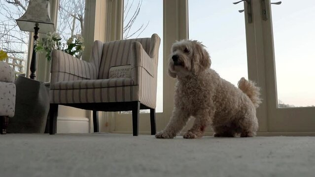 Slow motion footage of cockapoo dog sitting down on floor. Close up footage of cockapoo pet. Home interior setting. Pet love concept video