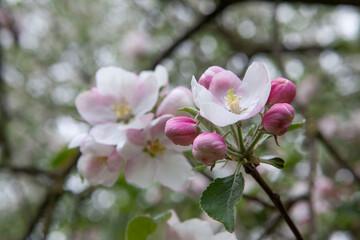 Spring. Apple blossom. Flowers. Blossom. 