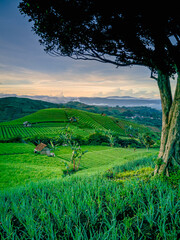 Obraz premium A sunny morning in the middle of an onion plantation, making for a very cool morning and fresh air