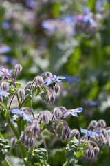 Blue star shaped flowers of medicinal plant  - Borago Officinalis -  borage woth honey bee collecting nectar and pollen.
