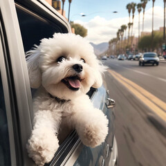 Happy Dog Hanging Out Car Window