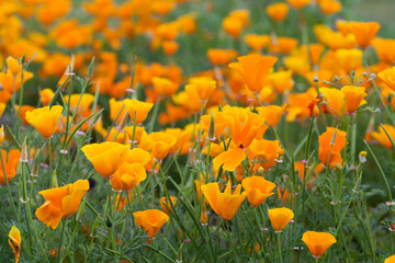 Eschscholzia californica -  orange California poppy. - 567361448