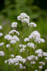 Valerian  - Valeriana officinalis, is a perennial flowering plant native to Europe and Asia.