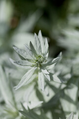 Artemisia ludoviciana Silver Queen is a flowering plant with silver leaves.