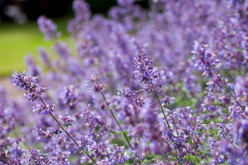 Beautiful purple flowers of perennial plant Nepeta   -  Catnip -  'Six Hills Giant' in the naturalistic English cottage garden.