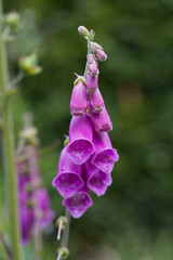 Common Foxgloves, Digitalis purpurea -  ornamenal plant native to Europe in naturalistic or cottage...
