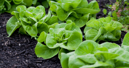 Lettuce plants 'Brighton'- lactuca sativa in the vegetable garden - fresh salad leaves are growing on the veggie farm.