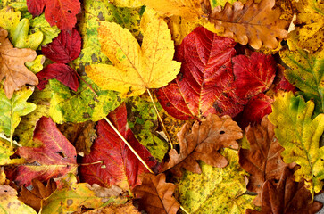 Blätter Herbst Schweiz