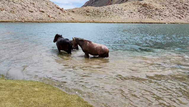 horse in the water, Horses playing in cold water and running