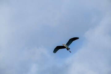 Reiher im Flug