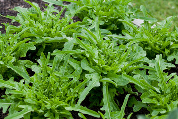 Royal Oakleaf Lettuce  -  delicious early spring salad vegetable in the veg garden.