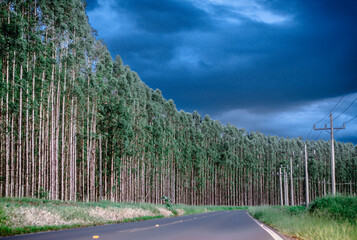 The path of the eucalyptus