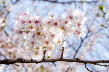 桜の花アップ