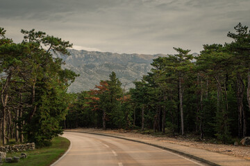 Road surrounded by forest | Island Dugi Otok, Croatia