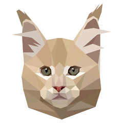 Vector illustration of low-poly polygonal muzzle cat. Maine Coon cat breed isolated on white. Veterinary, shop, kids, children, print concept.