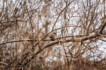Obraz premium A lone sparrow, a small wild bird sits on a tree branch outdoors in nature. Nature photography, animal.