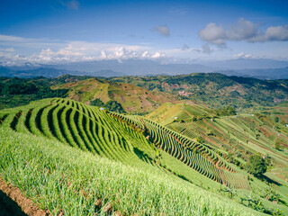 Fototapeta na wymiar Wide view of hills which are heavily planted with onion crops. Creates a very beautiful landscape
