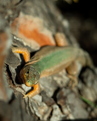 Kleine grüne Eidechse auf Baumrinde, Nahaufnahme einer Wildtier-Eidechse in der Natur, Reptil auf Holz, Tierporträt.
