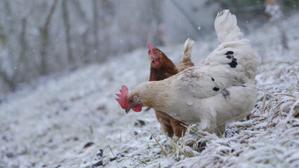 A white and a brown chicken in free-range husbandry are walking through the yard, which is covert with a light layer of fresh snow, on a cold winter day.