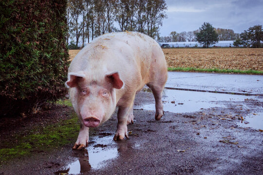 Pig looking in the lens