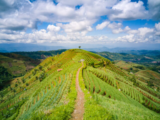 Fototapeta premium Wide view of hills which are heavily planted with onion crops. Creates a very beautiful landscape