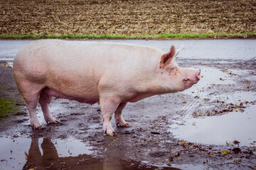 Pig in the countryside