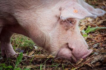 Close up pig