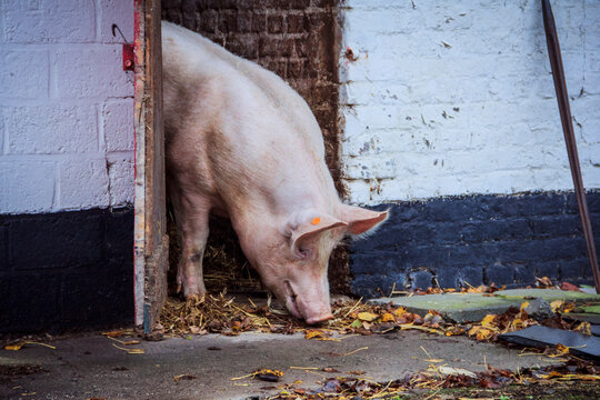Pig coming out of stable