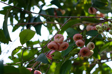 rose apple on tree in the garden