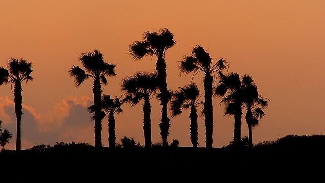 Silhouette of palm trees in wind at sunset