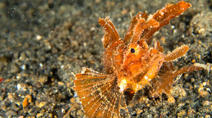 Ambon Scorpionfish, Pteroidichthys amboinensis, Lembeh, North Sulawesi, Indonesia, Asia