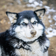 Close-Up portrait of Husky dog in winter outdoor