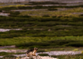 Groundhog running with mountains background