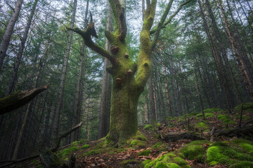 Fototapeta premium Big tree covered in moss in the middle of mystic foggy forest. Dramatic fairy landscape.