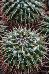 Cactus Background, Full frame detail close up.
Close up texture of green cactus with needles