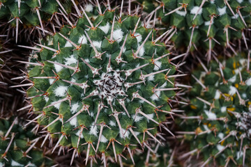 Naklejka na ściany i meble Cactus Background, Full frame detail close up. Close up texture of green cactus with needles