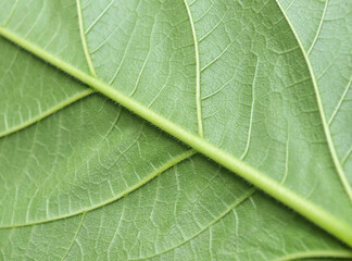 green leaf texture with coarse fibers. natural background