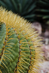Cactus Background, Full frame detail close up. Close up texture of green cactus with needles	