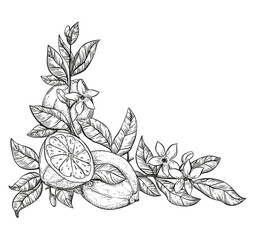 black and white hand drawing lemons