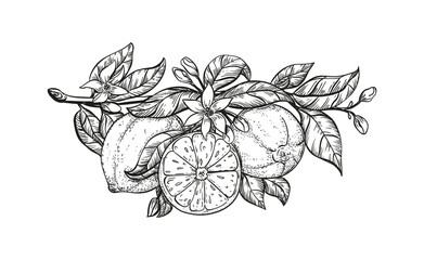 black and white hand drawing lemons