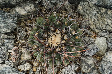 Cactus Background, Full frame detail close up. Close up texture of green cactus with needles	