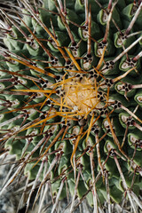 Naklejka na ściany i meble Cactus Background, Full frame detail close up. Close up texture of green cactus with needles 