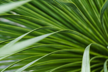 North American plant-Yucca rostrata close-up. Narrow long needle-shaped leaves grow in a lush gray-green rosette. Full screen texture.