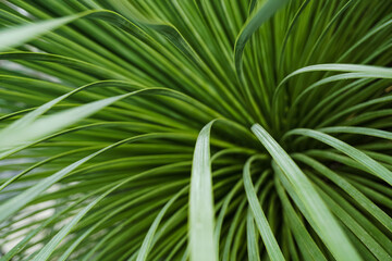 North American plant-Yucca rostrata close-up. Narrow long needle-shaped leaves grow in a lush gray-green rosette. Full screen texture.