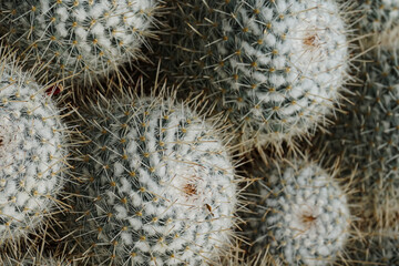 Cactus Background, Full frame detail close up. Close up texture of green cactus with needles	