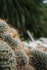 Cactus Background, Full frame detail close up. Close up texture of green cactus with needles	