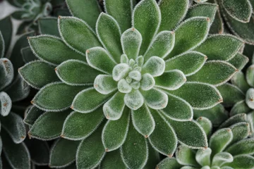 Photo sur Plexiglas Cactus Succulent close-up full screen, filled frame, close-up, macro wallpaper