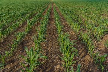 Fototapeta na wymiar Spring farmland on which young corn grows