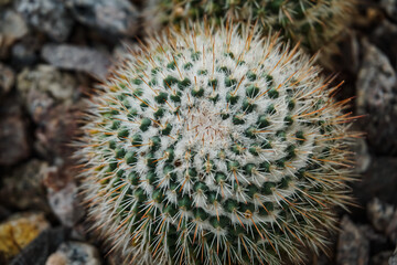 Full Frame Shot Of Cacti